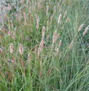 Pennisetum messiacum 'Red Buttons'