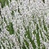 Lavandula x intermedia 'Edelweiss' (Lavender 'Edelweiss')
