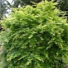 Acer palmatum 'Aoyagi' (Japanese maple 'Aoyagi')
