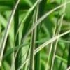 Calamagrostis x acutiflora 'Overdam' (Variegated feather reed grass)