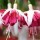 Fuchsia 'Pink Spangles'