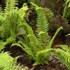 Polystichum setiferum (Soft shield fern)