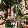 Passiflora caerulea 'White Lightning' (Passion flower 'White Lightning')