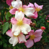 Rosa x odorata 'Mutabilis' (Tea rose 'Mutabilis')