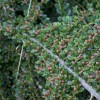 Cotoneaster horizontalis (Wall cotoneaster)