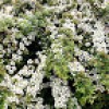             Cotoneaster horizontalis (Wall cotoneaster)        