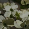 Cornus florida (Flowering dogwood)
