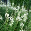 Chamaenerion angustifolium f. album (White-flowered rosebay willowherb)