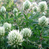 Trifolium ochroleucon (Sulphur clover)