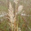 Calamagrostis brachytrich (Korean feather reed grass)
