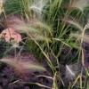Hordeum jubatum (Squirrel tail grass)