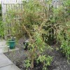 Salix 'Erythroflexuosa' (Golden curls willow)