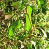 Salix 'Erythroflexuosa' (Golden curls willow)