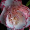 Camellia japonica 'Margaret Davis' (Camellia 'Margaret Davis')