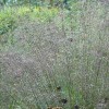 Sporobolus heterolepis (Prairie drop seed)