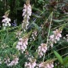 Linaria purpurea 'Canon Went' (Toadflax 'Canon Went')