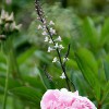Linaria purpurea 'Canon Went' (Toadflax 'Canon Went')