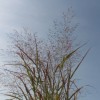 Panicum virgatum 'Squaw' (Switch grass 'Squaw')