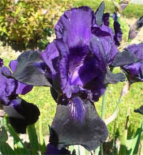 Iris 'Deep Black'