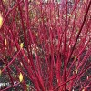 Cornus alba 'Elegantissima' (Red-barked dogwood 'Elegantissima')