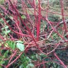 	        Cornus alba 'Elegantissima' (Red-barked dogwood 'Elegantissima')	    