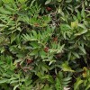 Pistacia lentiscus (Mastic tree)