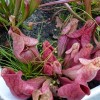 Sarracenia purpurea (Purple pitcher plant)
