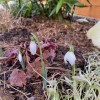 Galanthus nivalis (Common snowdrop)