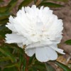 Paeonia lactiflora 'Noemie Demay' (Peony 'Noemie Demay')