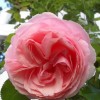 Rosa 'Meiviolin' (Rose 'Meiviolin')