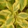 Cornus sericea 'Hedgerows Gold' 