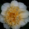 Camellia japonica 'Brushfield's Yellow' (Camellia 'Brushfield's Yellow')