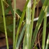 Miscanthus sinensis 'Strictus' (Porcupine grass)