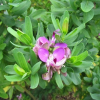 Polygala x dalmaisiana (Sweet pea shrub)