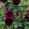 Rosa 'Munstead Wood' (Rose 'Munstead Wood')