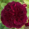 Rosa 'Munstead Wood' (Rose 'Munstead Wood')