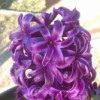 Hyacinthus 'Purple Sensation' (Hyacinth 'Purple Sensation')