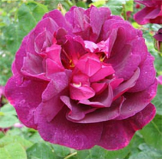 Rosa 'Chianti'