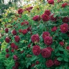 Rosa 'Chianti' (Rose 'Chianti')