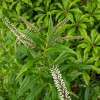Hebe salicifolia (Willow-leaved hebe)
