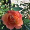 Rosa 'Lady of Shalott' (Rose 'Lady of Shalott')