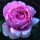 Rosa 'Lilac Rose'