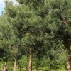 Pinus sylvestris (Scots pine)