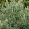 Pinus sylvestris 'Watereri' (Scots pine 'Watereri')