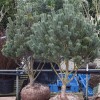 Pinus sylvestris 'Watereri' (Scots pine 'Watereri')