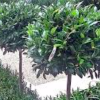 Prunus lusitanica (Portugal laurel)