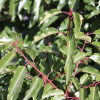 Prunus lusitanica (Portugal laurel)