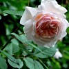 Rosa 'A Shropshire Lad' (Climbing rose 'A Shropshire Lad')