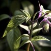 Salvia candelabrum (Candelabrum sage)