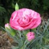 Dianthus 'Devon Louise' (Pink 'Devon Louise')
